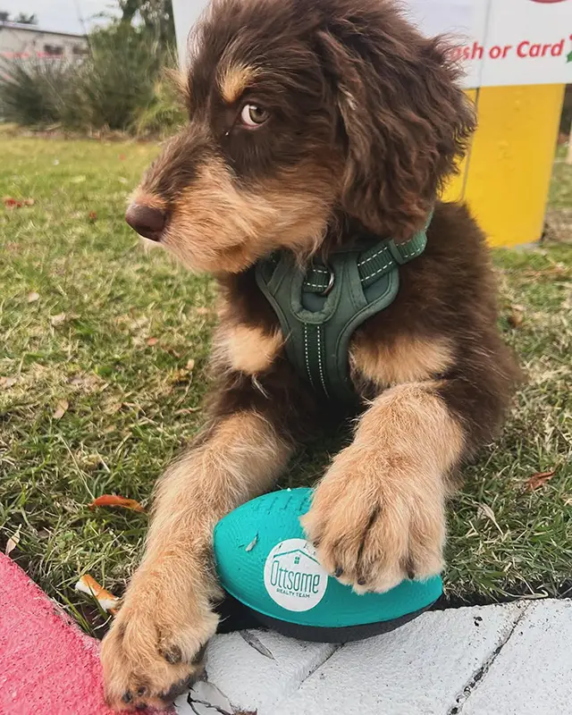 Fidget the Real Estate Dog
